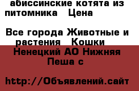 абиссинские котята из питомника › Цена ­ 15 000 - Все города Животные и растения » Кошки   . Ненецкий АО,Нижняя Пеша с.